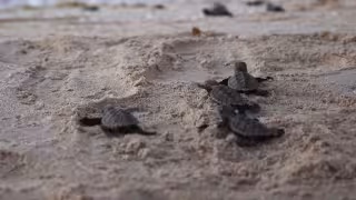 Reportan muerte de 13 crías de tortuga marina en Sisal por presunto ataque de perros ferales