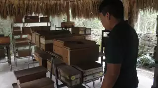 En Yucatán, el químico Bendiocarb lo usan para combatir la infestación, cuando en Estados Unidos fue rechazado para su uso