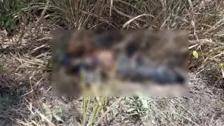 Fue hallado entre las comunidades de Becan y Valentín Gómez Farias