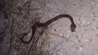 Hombre narra cómo sobrevivió a la mordedura de una huolpoch, serpiente venenosa que habita en Yucatán