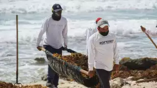 Los brigadistas de la Zofemat también acuden a playas con mayor cantidad del vegetal, como Chen Río, San Martín y Bonita