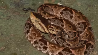 Venenosa serpiente cuatro narices muerde a un joven de 25 años en Tizimín