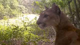 Video: captan nuevo registro de puma en la Reserva Balam Kú, Campeche