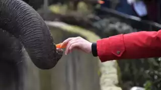Solo quería alimentarlo, pero pasó algo inesperado. Foto: Especial