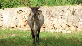 Detectan 32 nuevos casos de gusano barrenador del ganado en Yucatán; Sinanché se suma a municipios afectados