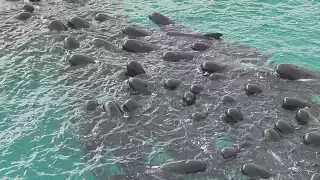 Pese a la catástrofe, se pudieron salvar más animales de esta especie. Foto: Especial