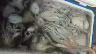 Los pescadores esperan mejor captura de pulpo que el año pasado