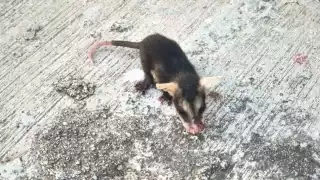 Perece fauna salvaje en Chetumal: a diario se reportan al menos 3 tlacuaches muertos en la mancha urbana