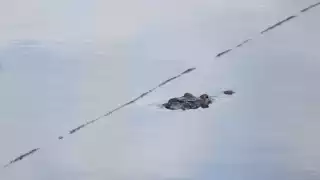 Muchos de estos animales carnívoros han comenzado a salir de su entorno para trasladarse a otros rumbos en búsqueda de alimento