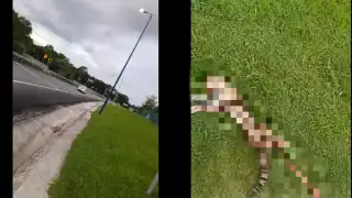 El Ocelote se encontraba en el pasto tirado