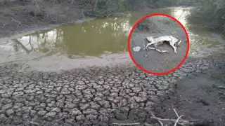 La sequía ha dejado sin pasto para alimentar a los animales