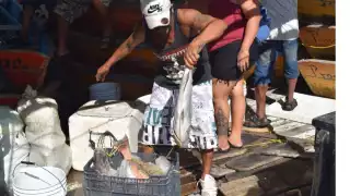 Primero de febrero inicia temporada de veda para el mero en la costa de Yucatán