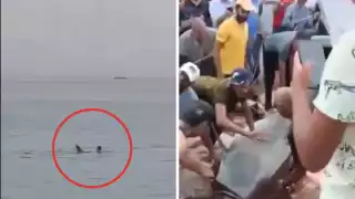 Captan el momento en que tiburón mata a un joven ruso en Egipto: VIDEO