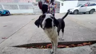 En Cancún, la mayor parte de las denuncias se refieren a animales que son dejados en los techos o patios, sin brindarles los cuidados básicos para su supervivencia