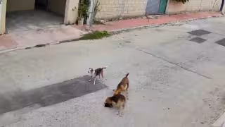 Tres perros matan a un gato y desatan temor entre vecinos de la colonia Leandro Valle en Mérida