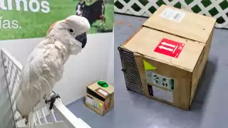 Rescatan a cacatúa en el Aeropuerto de Mérida: pretendía ser comercializada