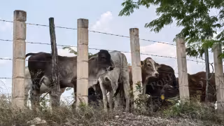 Crisis ganadera en Carmen: falta de veterinarios frena movilización de ganado