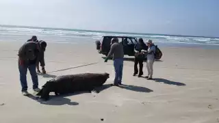 Foto: Twitter @SEMARNAT_mx