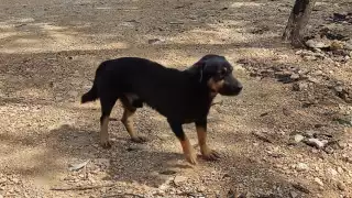 ¡Alarmante! Incrementan los perros callejeros en Playa del Carmen