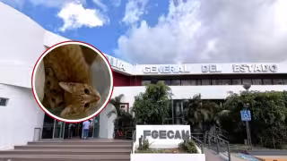 ¡No quedó impune! Abandonó gatitos y ahora deberá responder por ellos