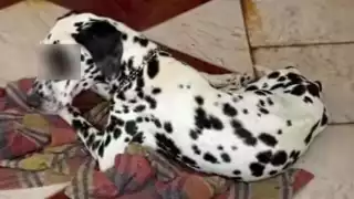 Denuncian maltrato animal en Motul; perro muere tras el presunto abandono de su propietaria