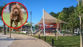 Ataque de pitbull en La Plancha, Mérida, deja a extranjera herida y a su perro grave