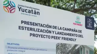 El Gobierno de Yucatán busca reducir la población de perros callejeros con una campaña de esterilización
