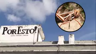 La plaga de langostas se presenta cuando comienza una etapa de sequía