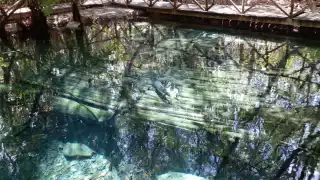 Invasión de manglares, problema grave y lamentable en Yucatán: Profepa