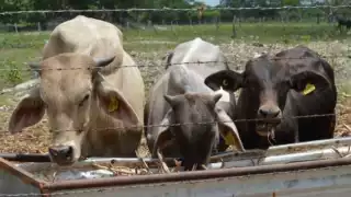 La región es importante en el envío de ganado al Norte del país y la Unión Americana.