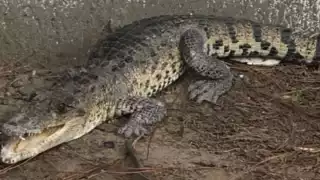 Maestros capturaron al cocodrilo y lo entregaron a Protección Civil