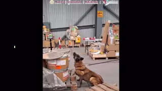 Aseguran 245 kilos de metanfetamina en la Aduana del AICM; perro detector localiza droga en equipaje
