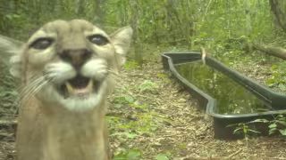 ¿Un puma “sonriendo”? Imagen captada por cámara trampa en Calakmul sorprende a redes