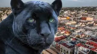 La pantera nunca fue encontrada