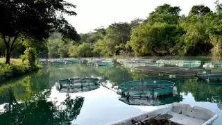 Los productores exigen que se entreguen subsidios para cultivo de mojarras