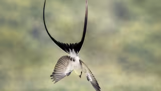 Avistan tirano tijereta en la Plaza Grande de Mérida: datos clave de esta especie