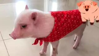 El cerdito fue visto por última vez en la Alcaldía Benito Juárez