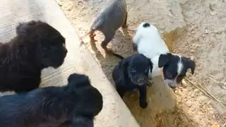 Si en este puerto se hicieran programas gratuitos de esterilización animal, no habría muchas mascotas en la calle, expuso