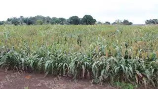 Hopelchén prevé cosecha histórica de sorgo: 135 mil toneladas en 45 mil hectáreas