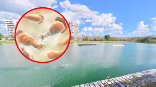 Confirman “ameba comecerebros” en el lago de Plaza La Isla en Mérida; Gobierno confirma su cierre e inicia investigaciones