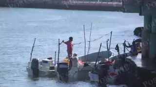Aumenta 400% la pesca de escamas en Champotón; lanchas vuelven con hasta 200 kilos de cojinuda