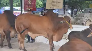 Descartan casos de gusano barrenador en la exposición ganadera de la Feria Yucatán Xmatkuil