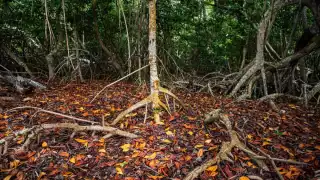 La Semabicce, en coordinación con Conafor y Semarnat llevarán a cabo tratamiento fitosanitario en los próximos meses de todo la zona afectada