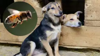 Se notificó que en el lugar de los hechos no hubo registro de personas lesionadas