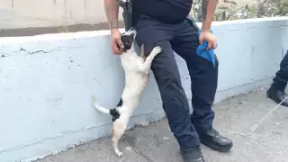 El perrito se mostró emocionado luego de ser puesto a salvo