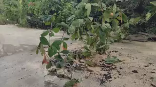 Habitantes de Felipe Carrillo Puerto plantaron ramas en protesta contra CAPA