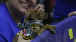 Activistas e integrantes de asociaciones en pro de los animales se hicieron presentes en el recinto legislativo