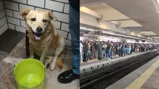 La perrita identificada como Miel ya ha sido devuelta a su dueña