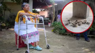 Pobladores de Mérida denunciarán a la Secretaría de Salud por el exterminio de abejas