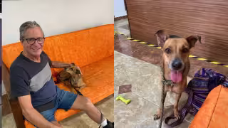 Perrita rescatada desaparece tras adopción en Playa del Carmen; piden ayuda para localizarla